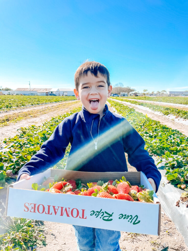 strawberry_picking